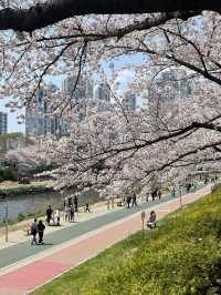 부산 최대 규모의 벚꽃 명소, 온천천🌸