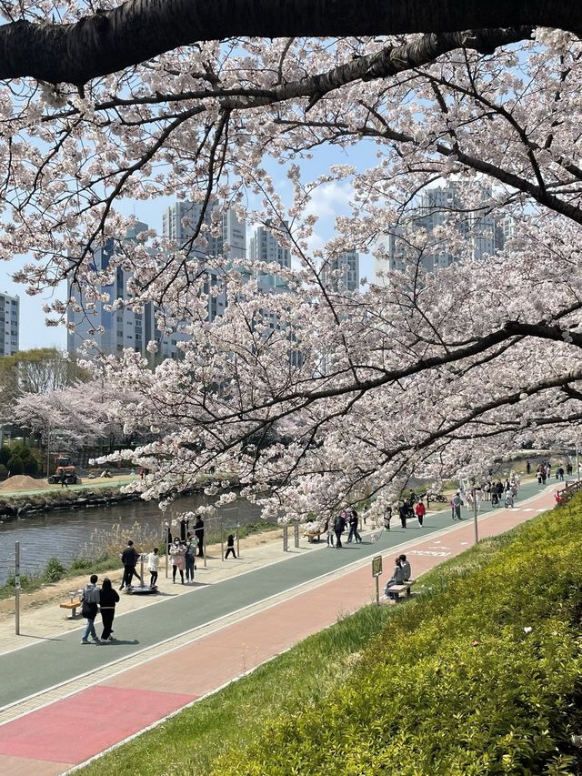 부산 최대 규모의 벚꽃 명소, 온천천🌸