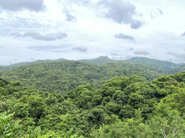馬騮滿山的金山郊野公園