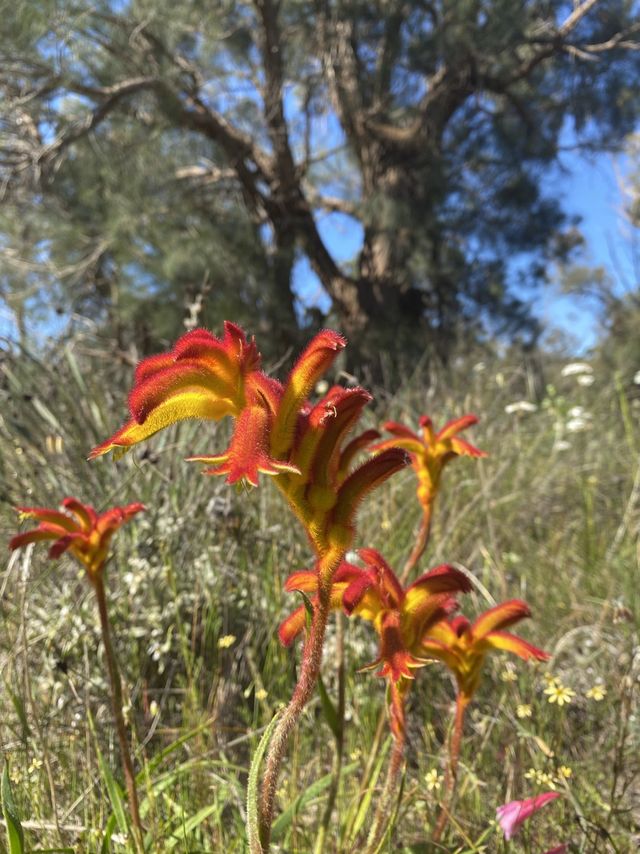Wildflower Wonderland!
