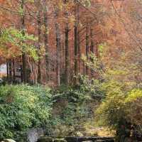 Autumn in Jangtaesan 