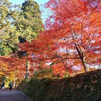 岩手県！世界遺産【平泉】中尊寺圧巻の紅葉