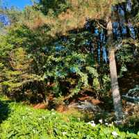 福壽山農場-海芋、繡球花海區