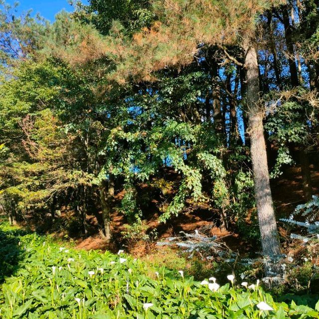 福壽山農場-海芋、繡球花海區