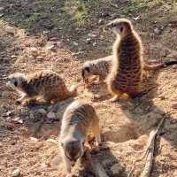 六福村的動物其實也很有看頭！