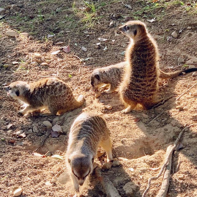 六福村的動物其實也很有看頭！