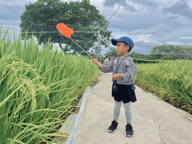 元朗大棠果園摘水果龍眼提子，餵羊拍照一流