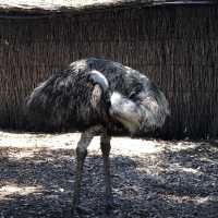 帶小孩必去 雪梨野生動物園