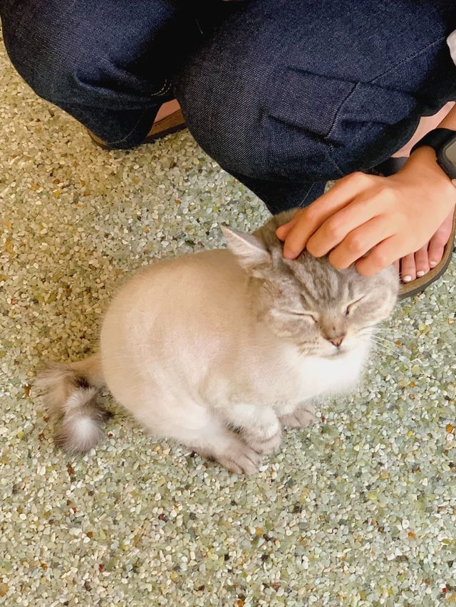 고양이의 맞이 ₍˄·͈༝·͈˄₎ฅ˒