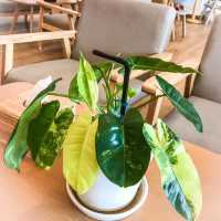คาเฟ่สีขาวหน้าวัดร่องขุ่น GREENHUT CAFÉ 