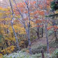 紅葉に染まる大菩薩峠の奥の稜線