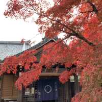 京都[紅葉めぐり] 絶景の天龍寺
