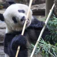 上野動物園📸️冬日遊必去兒童樂園🎠