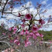 日本一早い桜祭り【やえせ桜まつり】