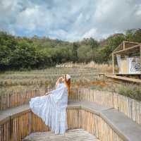 นาเขา คาเฟ่ BY Landbreeze resort เขาใหญ่