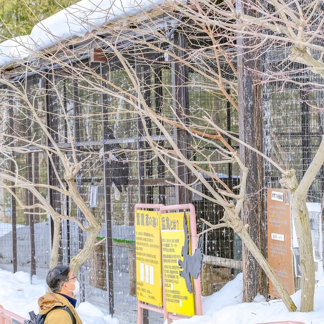 冬の円山動物園・猛禽舎