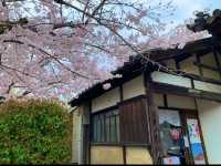 京都　SAKURA 桜めぐり❗️勧修寺の桜に感動❗️
