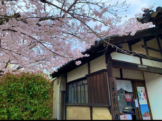 京都　SAKURA 桜めぐり❗️勧修寺の桜に感動❗️