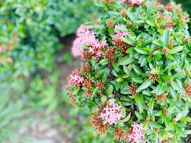 屯門海濱花園