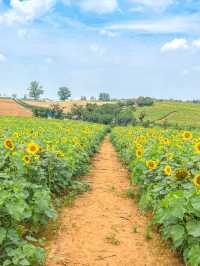 가장먼저 만나본 팜랜드의 해바라기🌻
