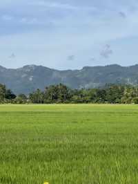 Little Tea Farm @ Balik Pulau, Penang