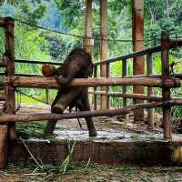 Road Trip To Chang Mai Elephant Friends