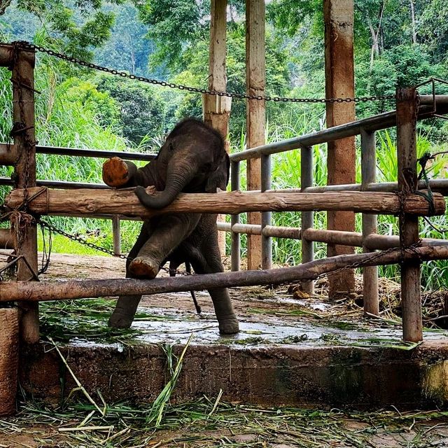 Road Trip To Chang Mai Elephant Friends