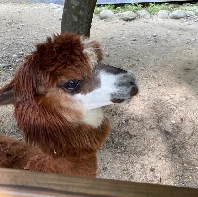 台北市立木柵動物園 讚讚