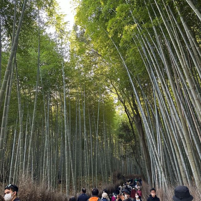 適逢紅葉季的開關第一遊