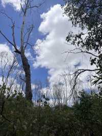Trees and Twigs @ Yanchep National Park! 🫣🤩