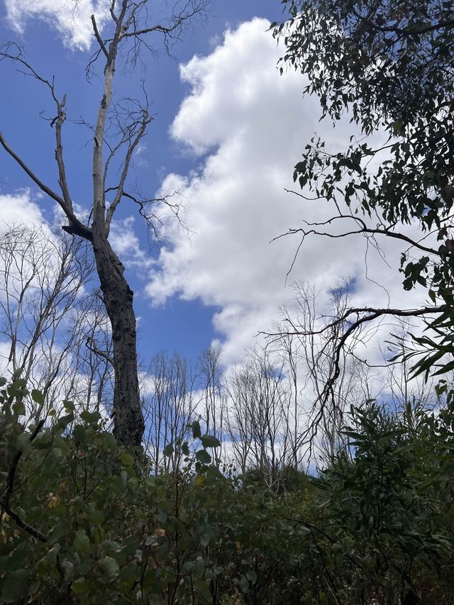 Trees and Twigs @ Yanchep National Park! 🫣🤩