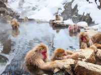 Snow Monkey Park