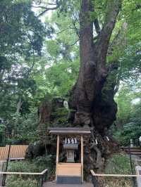 【静岡県】来宮神社