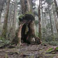 太平山森林遊樂園區