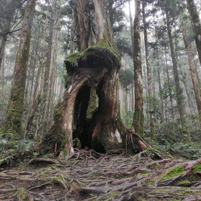 太平山森林遊樂園區