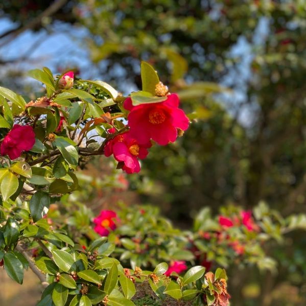 제주 파더스가든, 동백꽃 보러오세요🌺