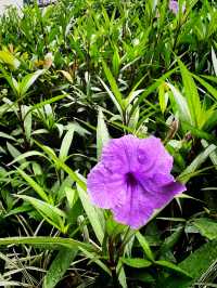 🌺春季賞花遊 | 九龍佐治五世紀念公園🌼