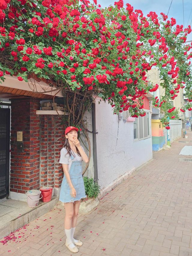 골목골목 예쁜장미담벼락이 한가득♥️