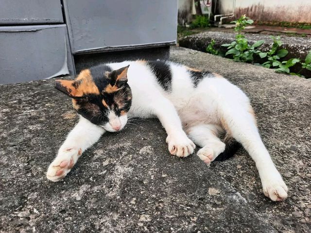 ［桃園］角板山公園