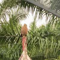 Tabin Wildlife Resort