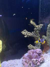 🐬Aquarium Phuket อควาเรียม ที่ใหญ่ที่สุดในภูเก็ต