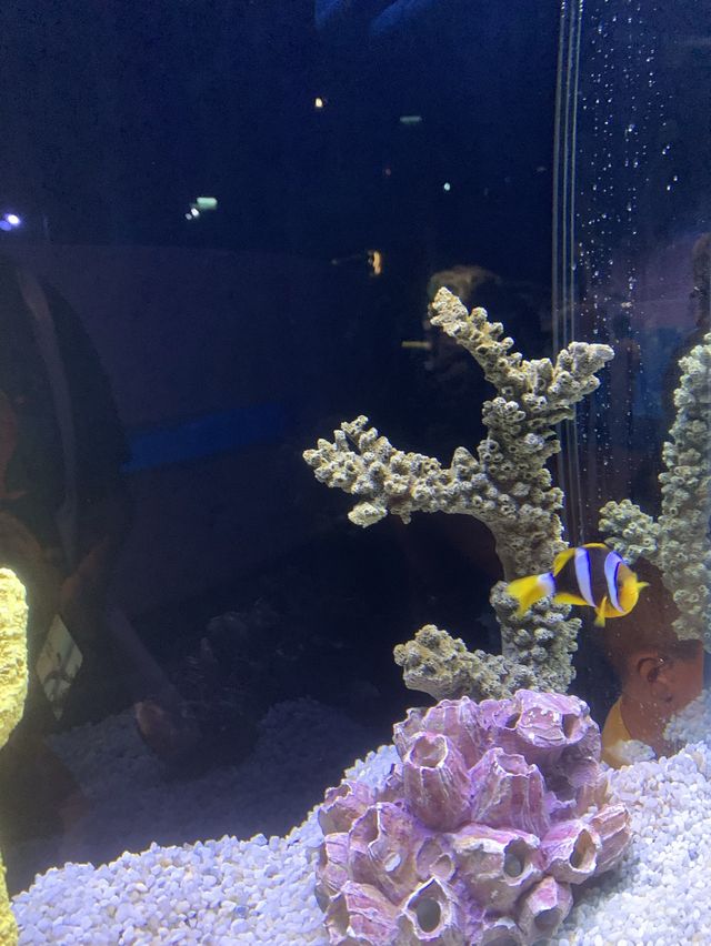 🐬Aquarium Phuket อควาเรียม ที่ใหญ่ที่สุดในภูเก็ต