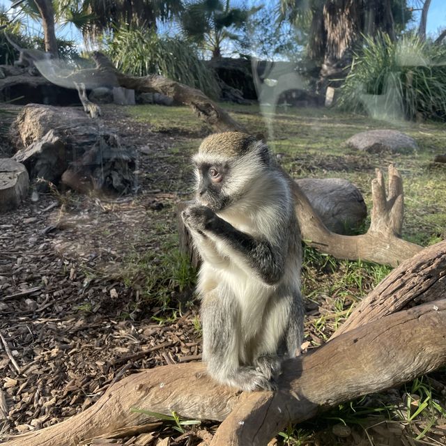 墨爾本動物園