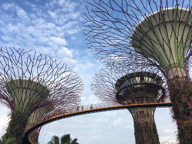 新加坡最美花園—Gardens by the Bay