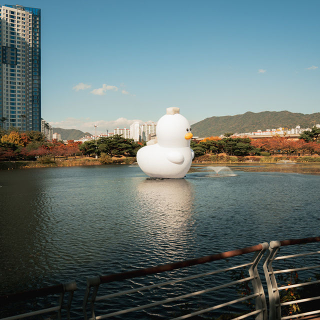 김해에도 거대한 오리가떳다!!