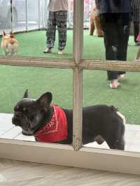 🇹🇭曼谷 狗狗cafe 一大堆狗狗圍住你轉🐶