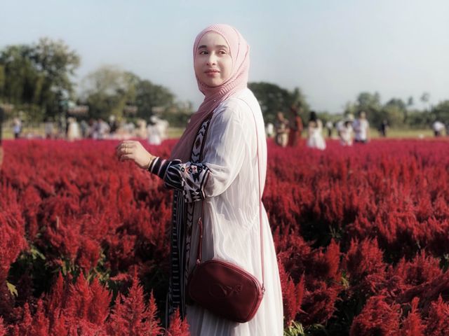 ชมสวนดอกไม้🌸🌼🌺เชียงใหม่