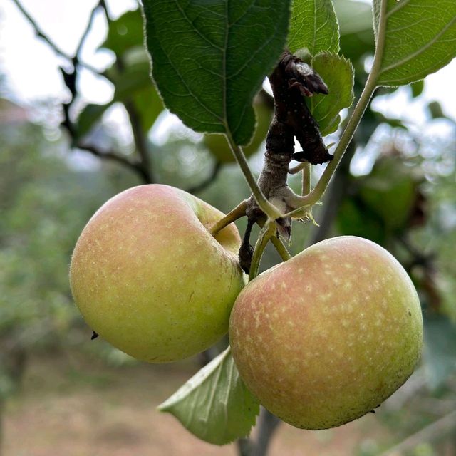 fresh apples in colorful village at Malang