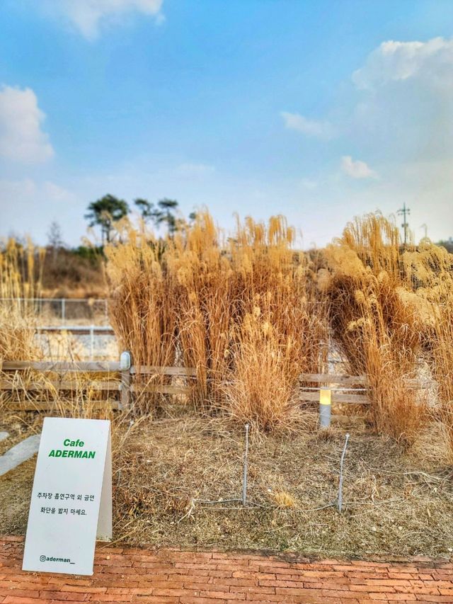 억새뷰가 아름다운 전남 화순카페, 카페아더맨☕️