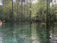 Kayaking in Gainesville- Seeing alligators🐊 